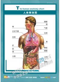 人體解剖圖 人體結(jié)構(gòu)圖  醫(yī)院掛圖 