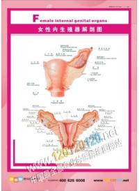 女性內(nèi)生殖器解剖圖 女性人體結(jié)構(gòu)圖