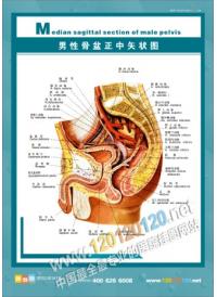 男性人體解剖圖 人體結(jié)構(gòu)圖 人體解剖圖 