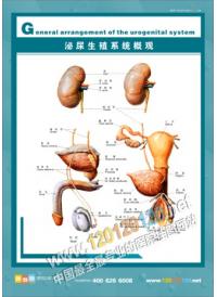 人體結(jié)構(gòu)圖 人體解剖圖 醫(yī)院掛圖 