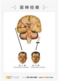 醫(yī)學(xué)人體解剖圖 男性人體解剖圖 人體解剖圖 