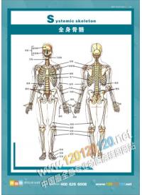 人體骨骼結(jié)構(gòu)圖 全身骨骼圖