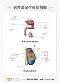 人體解剖圖 醫(yī)學(xué)人體解剖圖 男性人體解剖圖 