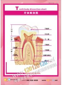 牙齒結(jié)構(gòu)圖 牙結(jié)構(gòu)圖 牙齒解剖圖 