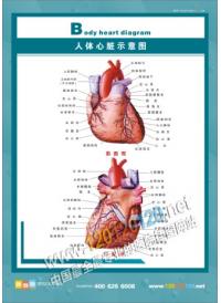 醫(yī)院掛圖 人體心臟示意圖