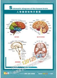 人體肺部結(jié)構(gòu)示意圖