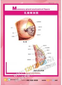 乳腺解剖圖 人體解剖圖