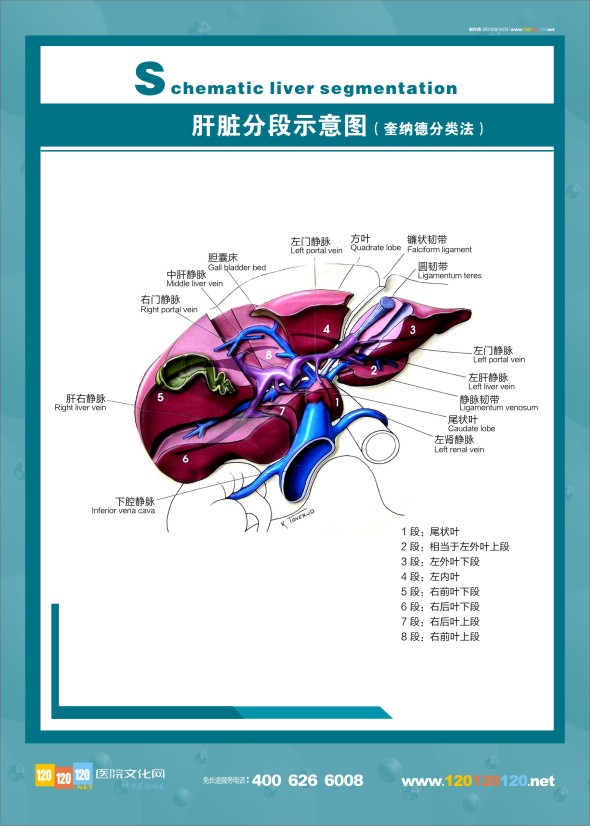 肝病科解剖圖-肝臟分段示意圖 肝臟解剖圖