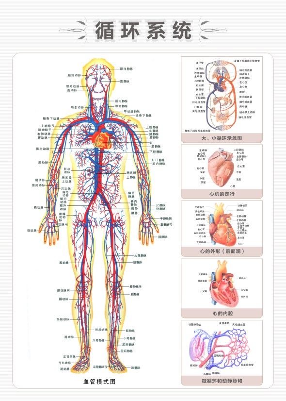 人體循環(huán)系統(tǒng)示意圖