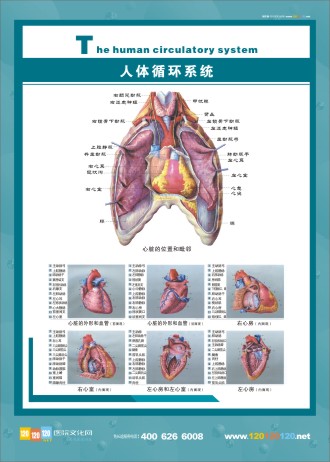 人體循環(huán)系統(tǒng) 人體循環(huán)系統(tǒng)圖 人體循環(huán)系統(tǒng)解剖圖 醫(yī)學人體解剖圖 人體系統(tǒng)解剖學 循環(huán)系統(tǒng)解剖圖