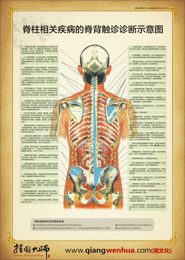 人體脊柱示意圖