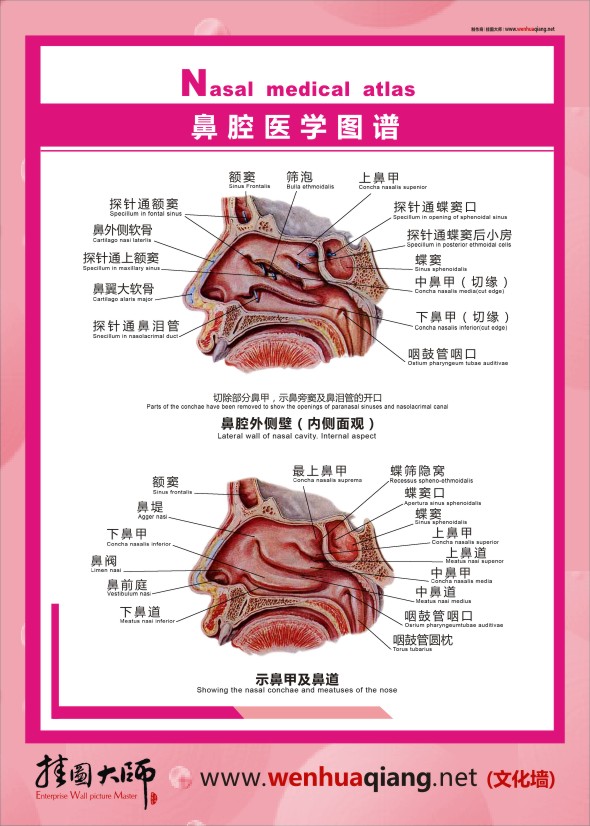 鼻腔醫(yī)學(xué)圖譜   人體結(jié)構(gòu)解剖圖  人體結(jié)構(gòu)圖 