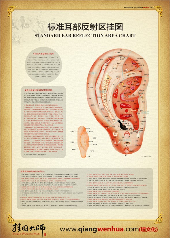 人體醫(yī)學(xué)圖譜 耳部反射區(qū)圖 